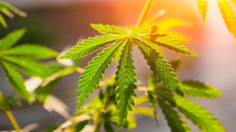sun grown marijuana